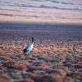 Black-necked Cranes (Grus nigricollis), Altun Mountains National Nature Reserve, Xinjiang Uygur Autonomous Region, China